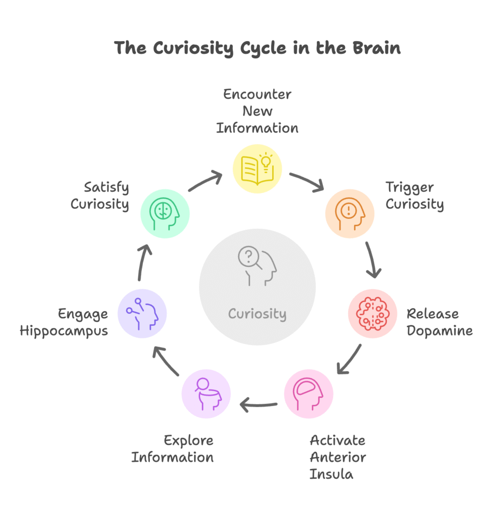 Neuroscience of Epistemic Curiosity Visual Selection